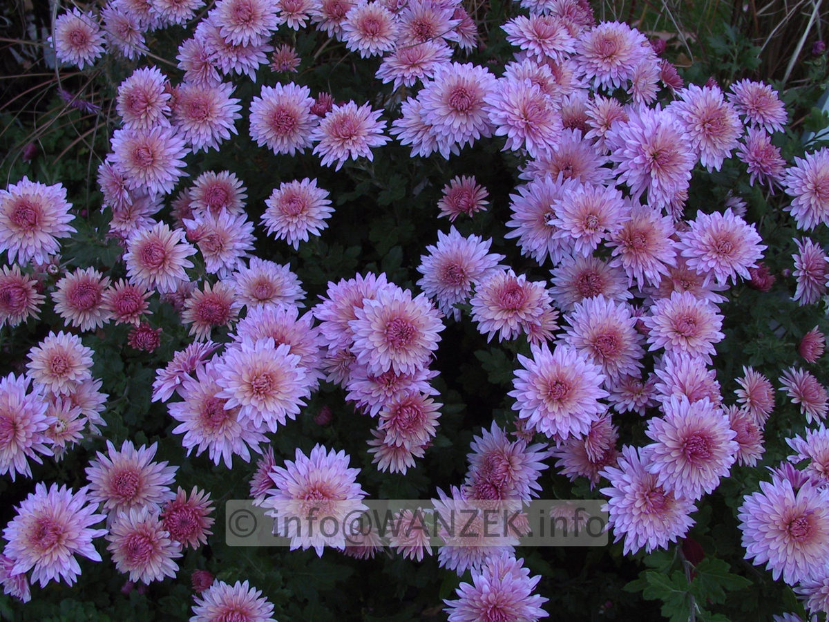 Chrysanthemum - silbrigrosa2.JPG